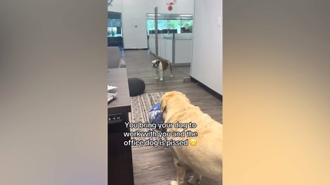 Woman Brings Labrador To Work, But The ‘Office Dog’ Isn’t Impressed