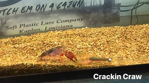 Life imitates art and art imitates life. We mostly test the Lures on the fish, but sometimes you have to test them out on their own species to see how close you are! Find the Crackin Craw at www.cajunlures.com or your local retailer. | Cajun Lures