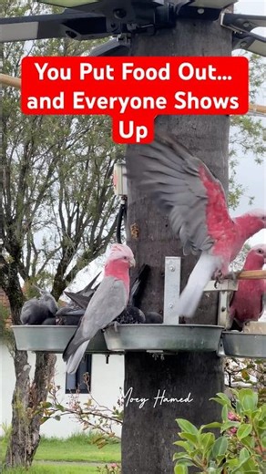 Galahs & Pigeons Sharing Breakfast.
