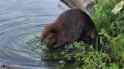11K views · 1.6K reactions | This video from early September shows ChewBarka having a snack on a quiet spot on the riverbank. I didn’t make ir to the river the last few days but hopefully I can get there tonight. #beavers #beaver | Mike’s photos and videos of beavers | Facebook