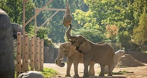 Ask the Expert: How much do elephants eat?| Cleveland Zoological Society | September 05, 2017