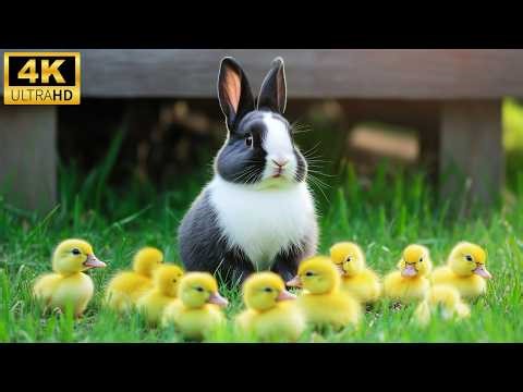 Cute Baby Animals 4K | 🌿 Gentle Nature Moments for Relaxation, Calm & Peace ✨