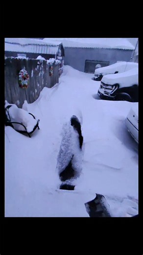 The blizzard of 2025! I tried to plow. But got super stuck so I gave up! Too much snow for my 4 wheeler. #blizzard2025 #Michigan #blizzard #puremichigan | Erik Rintamaki