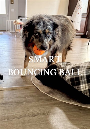 This motion-activated dog ball lights up, squeaks, and moves on its own — so your pup stays entertained and happy. USB rechargeable, 2 play modes, and perfect for small & medium dogs. Tap the link before your dog steals your sanity 🐾💥