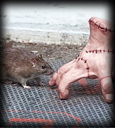 Thing from Wednesday ☠️🔥 | Wednesday 2 Edit