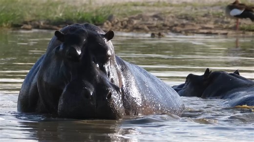 How ordinary people survived sudden and violent animal attacks