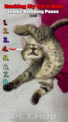 Ranking My Cat’s Most Iconic Sleeping Poses