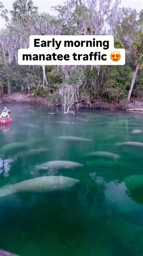 Animals Doing Things on Instagram: "Morning manatee traffic report 🚗 TT: Peter.pontone"