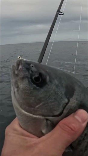 Perch #fishing #fishingvideo #fishinglife #fishingbass #bassfishing #bigfish #how #learning #ytshort