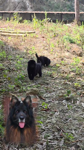 Stunning Angulation of Indian Max's Baby GSD