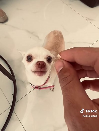 Nikki the Chihuahua's Hilarious Reactions