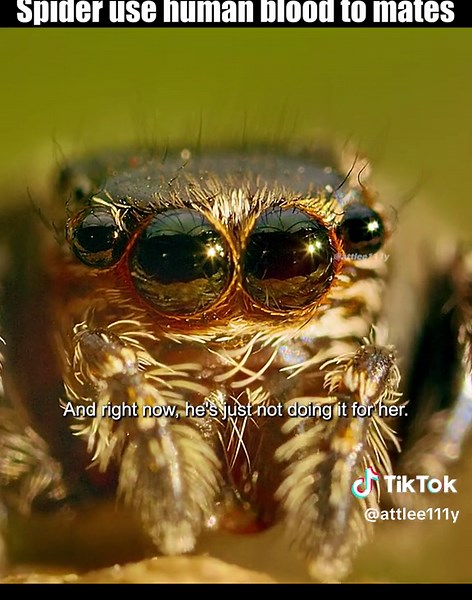 Vampire spider #tiktok #fyp #foryou #documentary #amazing #nature #funny #spider #animals