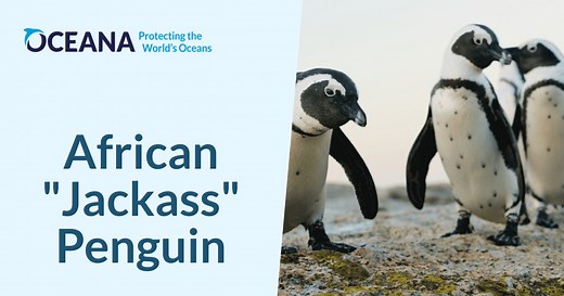 African "Jackass" Penguin | Oceana