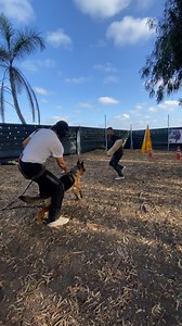 Séance d’attaque préparation #reelsvideoシ #folowersシ゚ #dressage #dog #malinois #ALAUNE #animals #chienmignon Youssef De Calidad | Centre Dressage des Chiens kenitra