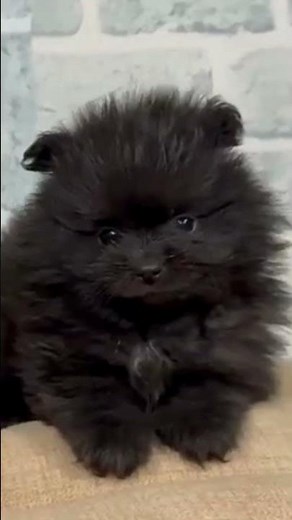 ¡Pura elegancia! Conoce al Pomerania negro 🖤☁️