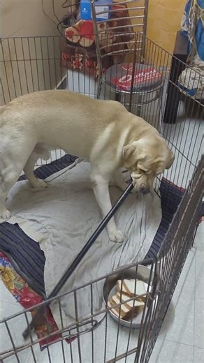 Fortune the Labrador: The Most Joyful Dog Ever