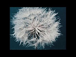 Seed Dispersal: From Pine Trees to Norway Maples