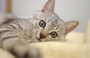 猫がぐったりした時の見分け方……体調不良？具合が悪い？ [猫] All About