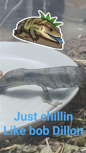 bob Dillon just chillin