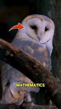 🦉 OWL PSYCHOLOGY — “The Assassin Calculated Mind” #animalfacts #animals #nature #animalpsychology