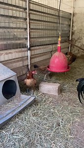 Lote #5 LYNDELL PENNY HATCH | Rancho Los Dones Game Farm