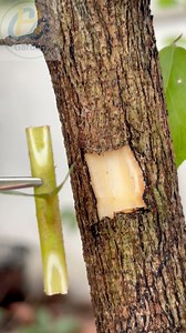 Grafting techniques using simple budding methods. #garden #asmr #grafting #viralreelsシ | Cha Garden