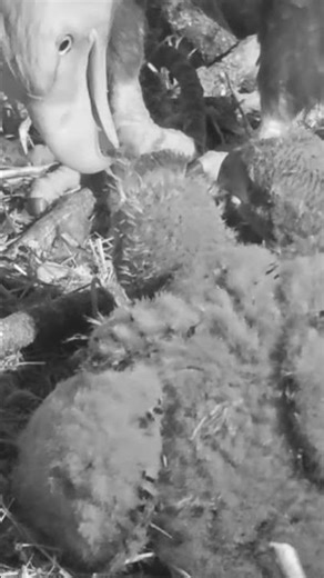 BBV Nature | The Mighty Eagle Feeding Its Nestling 🦅🔥#BBV #EagleView #WildLifeLife #EagleFeeding