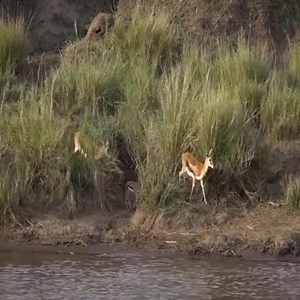 3.5M views · 10K reactions | Deer vs Crocodile  Join our group : Animals Life. Thank you so much ❤ | Survival Animal | Facebook
