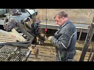 Cow Milking Therapy – Huge Udders, Clean Barns, and the Sounds of Nature