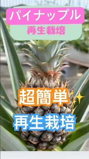 【毎年パイナップル収穫】植木鉢でパイナップルエンドレス再生栽培 #プランター栽培 #再生栽培 #家庭菜園