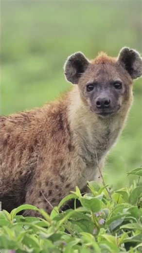 Hyena Pack vs Lone Lion | The Ultimate Savannah Showdown#lionvshyenas