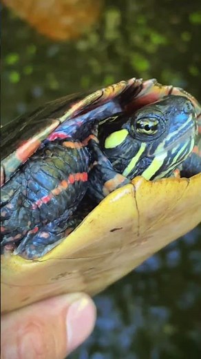 How to identify Eastern Painted turtles #turtle #animals