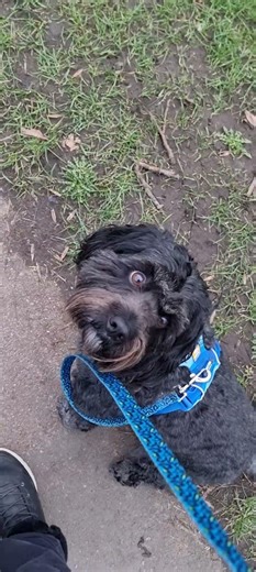 ☆whys this dealer?☆ - working on lotus sit stays on offduty walk #dogcomunity #assistancedog