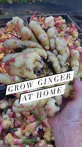 Ginger is a great crop to grow in the home garden or on the farm and can easily be started from store bought. Keep in mind that this is baby ginger, as what you typically find at the grocery store with the tougher skin on the outside takes about 18 months of frost-free growth. Luckily you will find that baby ginger is very easy to work with and has a sweet spicy flavor and tinder texture. It doesn’t require peeling. We typically keep it in the freezer and then use a microplane to grate it into f