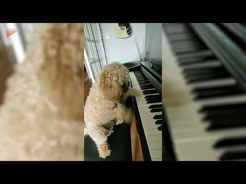 Cavapoochon Plays Piano - 1786067