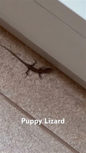 Tiny Baby Lizard 🦎 Nature’s Cutest Little Survivor!