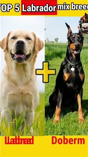 Top 5 Labrador Mix Dog Breeds That Will Shock You 😱 | Amazing Labrador Mix Dogs #dogfacts #labrador