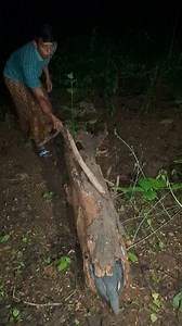 11K views · 37 reactions | pulling the tree trunk what's inside | Madura Kicau | Facebook