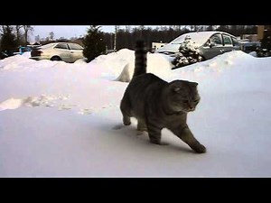 Cat meets snow and does not like it