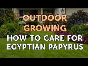 How to Care for Egyptian Papyrus