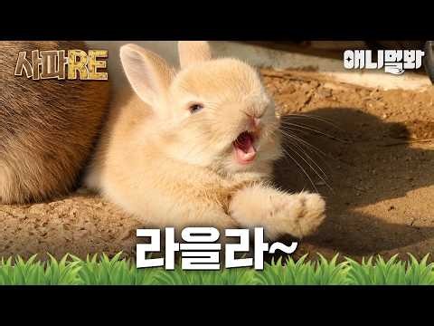 [SAPA-RE] 6 Bunnies taking over the newsstand by the bus stop?!😮 #AnimalFarm