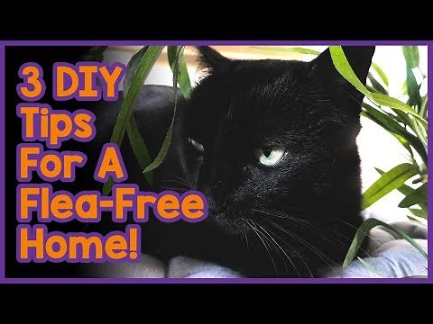 How to Get Rid of Cat Fleas in Your Home! 3 DIY Tips For a Flea-Free Home!