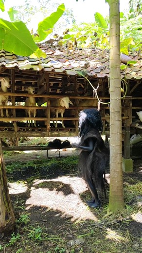 The mother didn't see it even though there was a tribe of owah hiding there🌿🤣🇮🇩#crazy #fyp #nature #survival #primitive