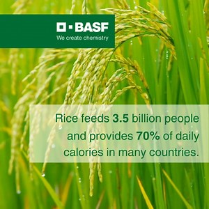 🌾 Did you know rice feeds 3.5 billion people worldwide but also contributes to greenhouse gas emissions? BASF Agricultural Solutions is driving climate-smart practices to help farmers reduce emissions while improving yields. Discover how Direct Seeding, Alternate Wetting and Drying, and Straw Management can transform rice cultivation for a sustainable future. 🌱#BASFinAg 👉 Learn more about our Global Carbon Field Trial Program and practical solutions for rice farming. Read the full report here