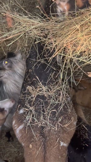 Goat pregnancy update! | Evelyn's Farm Diaries | Facebook