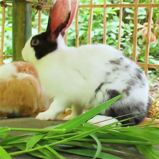 This Bamboo Rabbit Castle is Absolutely Insane #diy #bamboo #satisfying