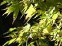 Living with a urinary catheter - Dave - living with urinary catheters