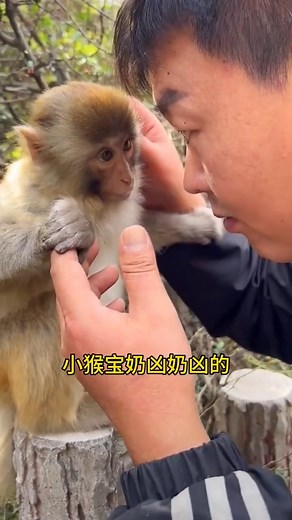 The friendly interaction between Little Monkey Bao and Mr. Kuang turns the monkey into a spirit. Pl | Caties Monkey