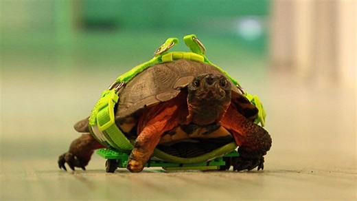 Why this turtle uses a Lego mobility aid