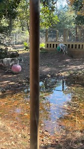 🐺❄️ Happy Howl-idays! ❄️🐺 Our gray wolves had a blast Saturday enjoying their holiday enrichment treats. Big thanks to our OWL program for the festive fun! 🎄🐾 | Oatland Island Wildlife Center